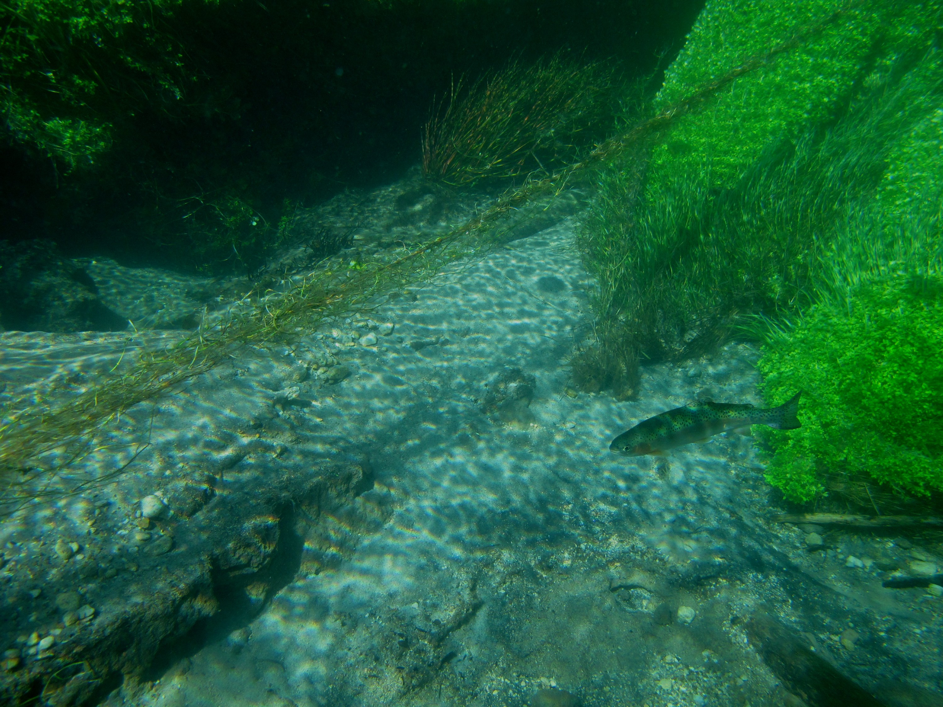 IMG_2495 – freshwater, new zealand, nz, spring, clear, flora, plants, blue water, blue spring, putaruru, te waihou, tirau, waikato